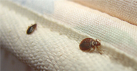 We Can Sue the Store for Bed Bugs in Furniture, Couch, & Other Items