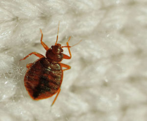 Bed Bug Lawyer to Sue a Hotel or Motel for Bed Bug Bites