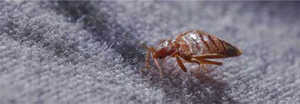 Americas Best Value Inn Bed Bug Lawyer can you sue attorney