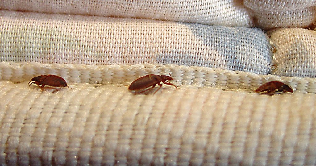austin texas Bed Bug Injury Lawyer sue compensation free case review