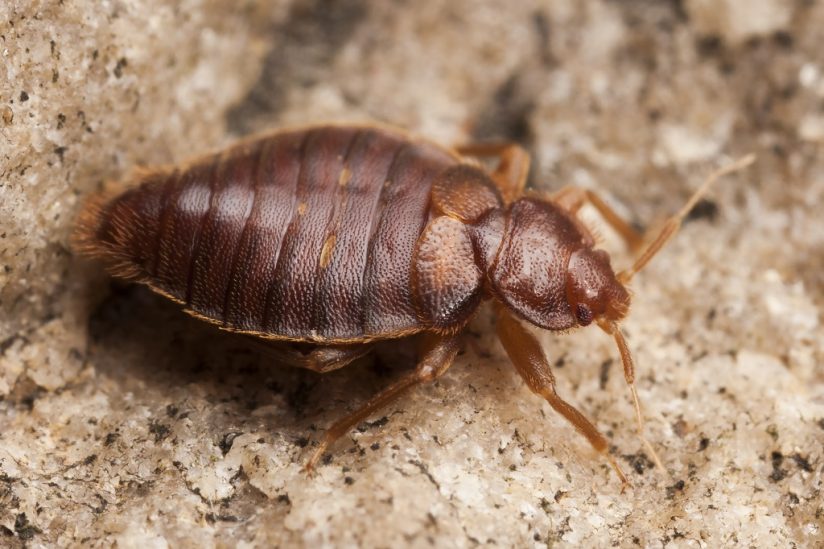 Montana Bed Bug Laws—Billings, Missoula, Great Falls, Bozeman, and Butte attorney lawyer sue infestation sue