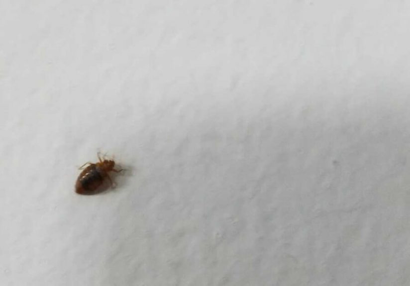 alaska bed bug laws lawyer lawsuit attorney compensation sue