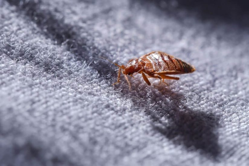 bed bug Texas Bed Bug Laws—Houston, San Antonio, Dallas, Austin, Fort Worth, and El Paso - infestation attorney lawyer lawsuit