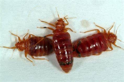 Lawyers for Bed Bugs in Hotels sue compensation lawsuit attorney harm infection distress